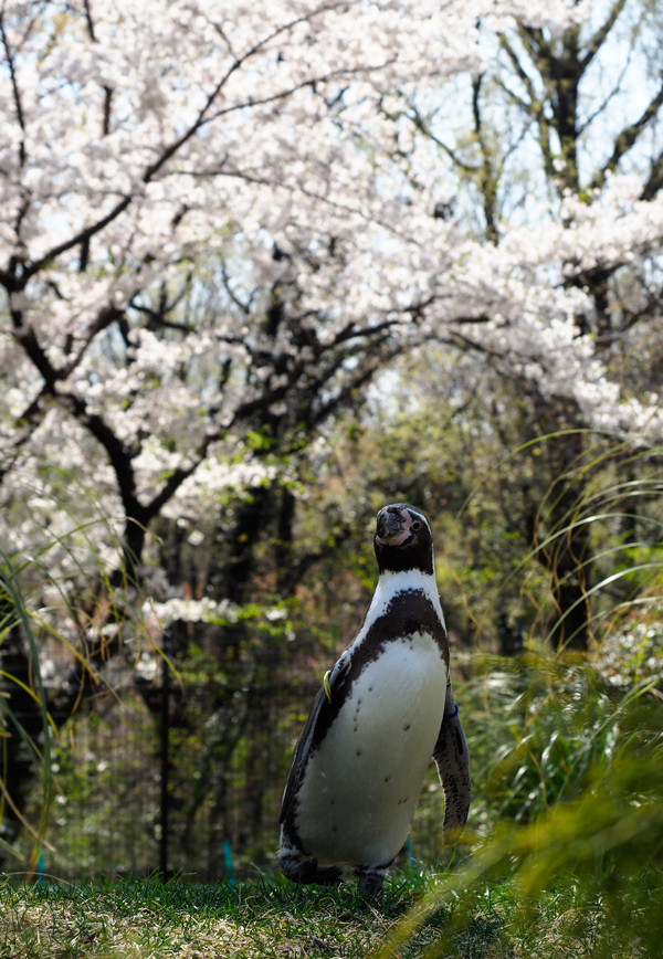 桜とペンギン