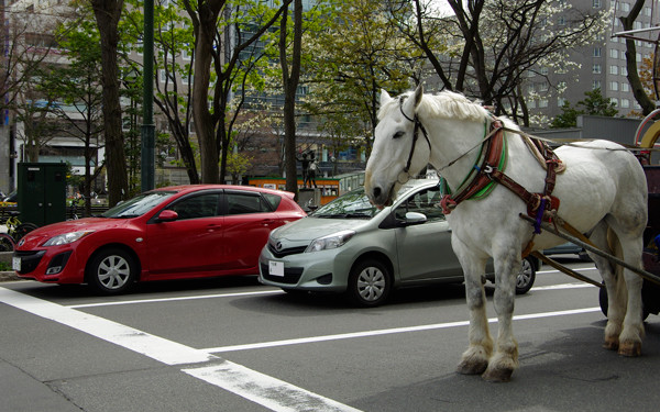 春の銀太くん 北の暮らし 札幌 宮の森から