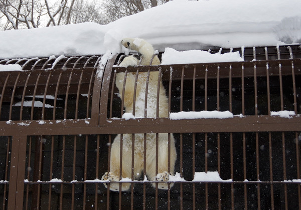 雪下ろし