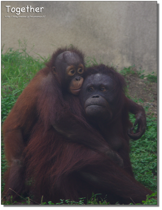 オランウータン