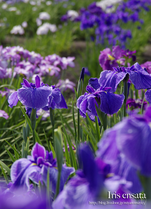 花菖蒲