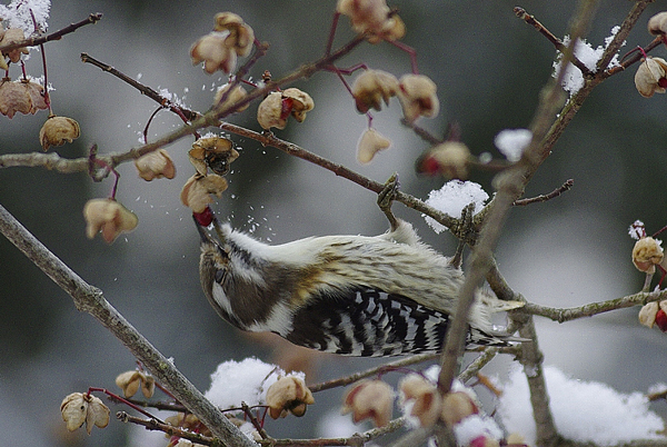 雪