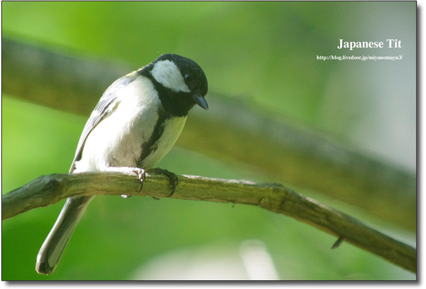 シジュウカラ