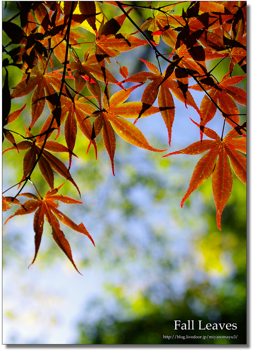 紅葉