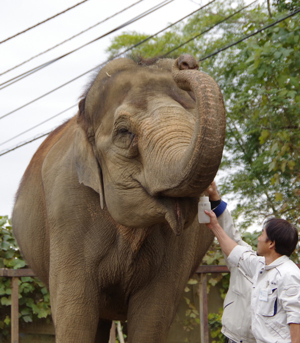 シャンティ