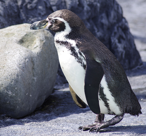 ペンギン