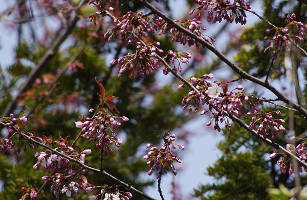 桜