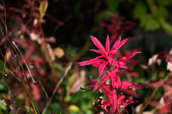 紅葉