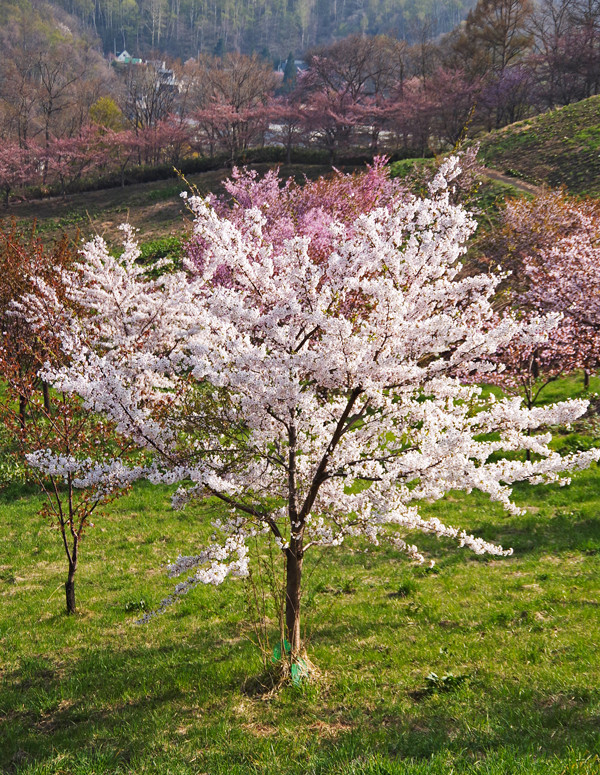 桜