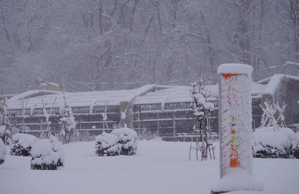 雪