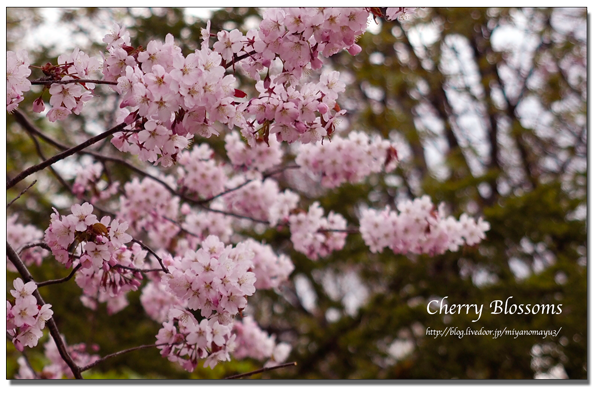 桜