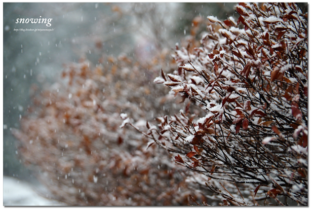 雪