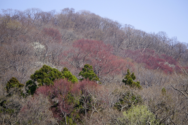 円山