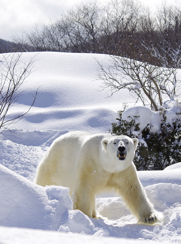 デナリ雪