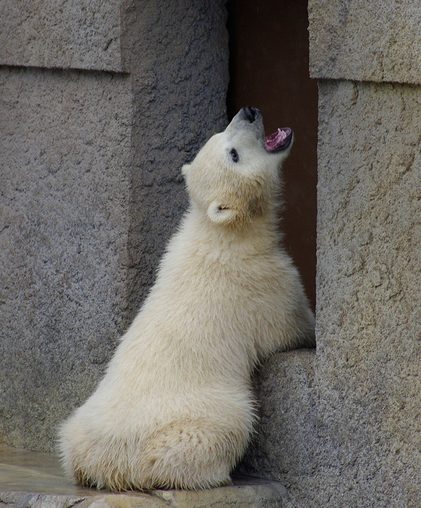 口開け