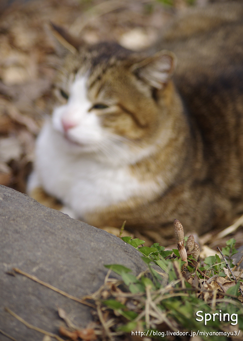 猫とつくし