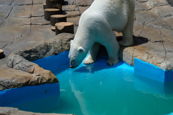 キャンディ水