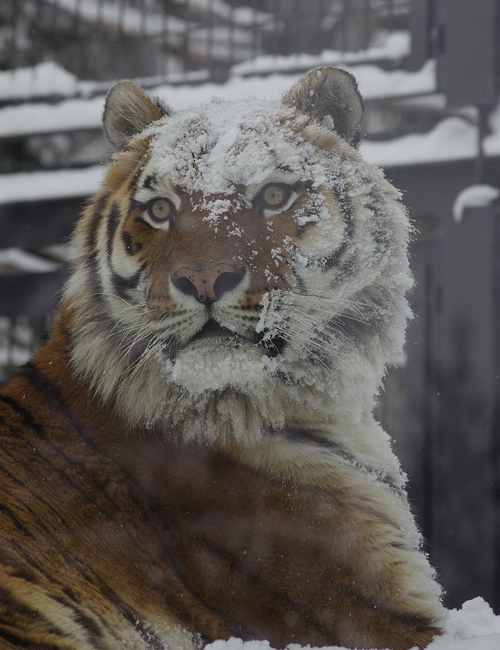 雪タツオ