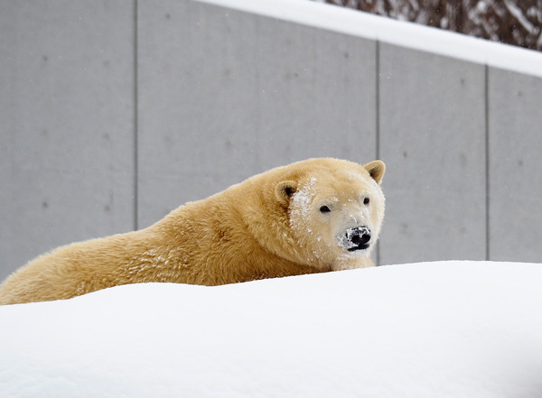 顔に雪