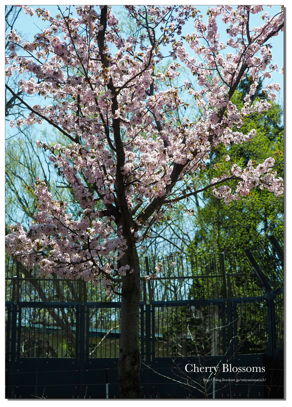 桜