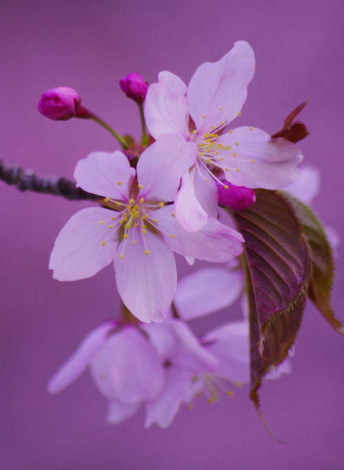 桜