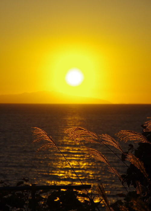 すすきと夕日