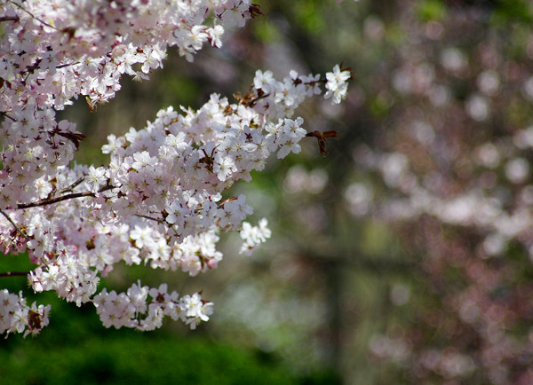 桜