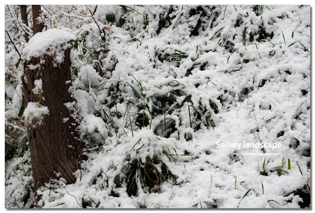 雪景色