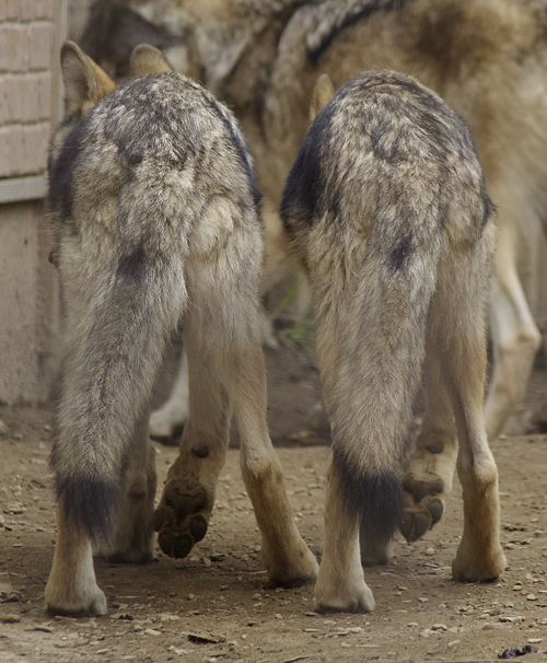 ショウユウキ