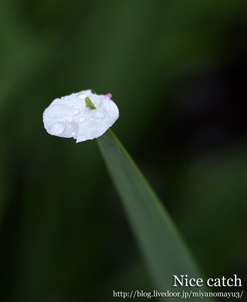 花びら