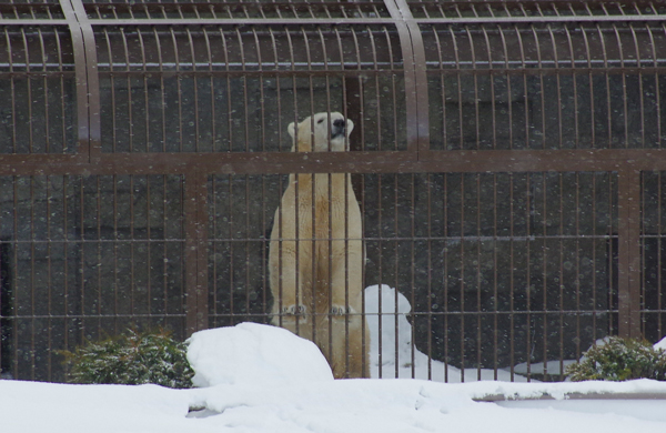 キャンディ