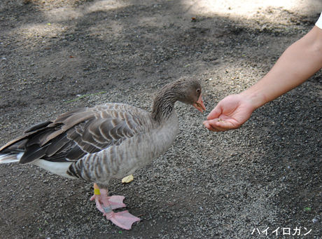 ハイイロガン