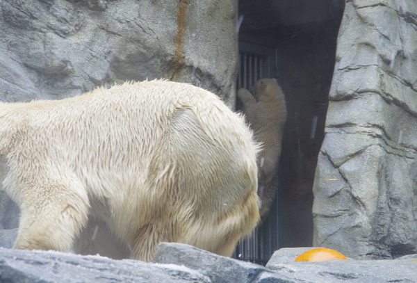 ホッキョクグマ仔グマ　下りる