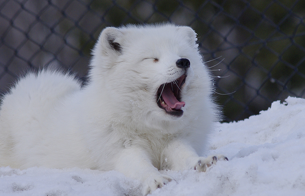 旭山動物園のホッキョクギツネ 北の暮らし 札幌 宮の森から