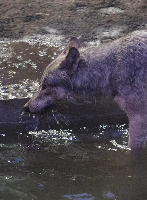 ショウ