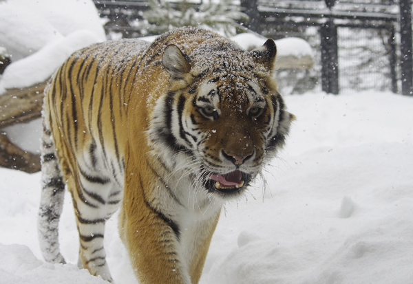 アイ雪