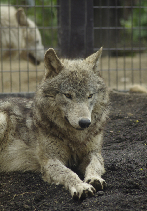 ショウ