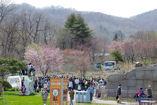 桜