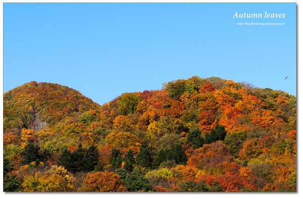 紅葉　荒井山