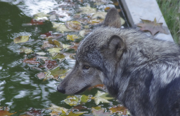 ショウ