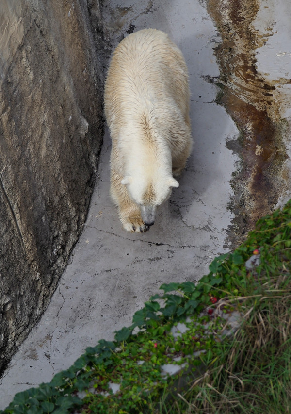 上から