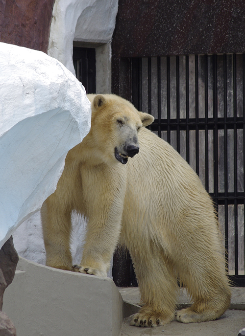 ホッキョクグマ デア