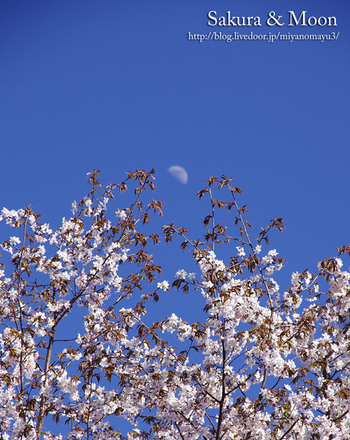 桜月