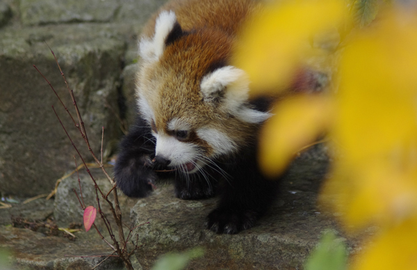 カツラ