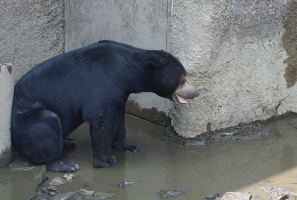 ウメキチ