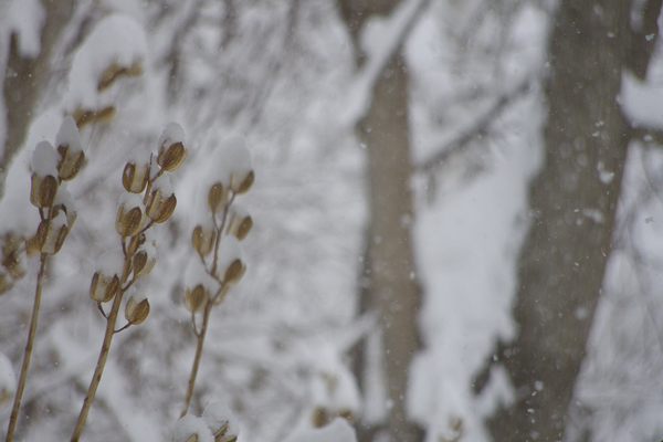 雪