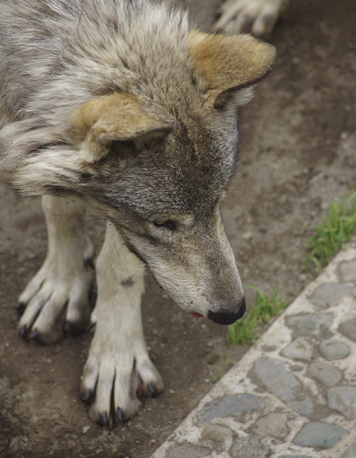 ショウ