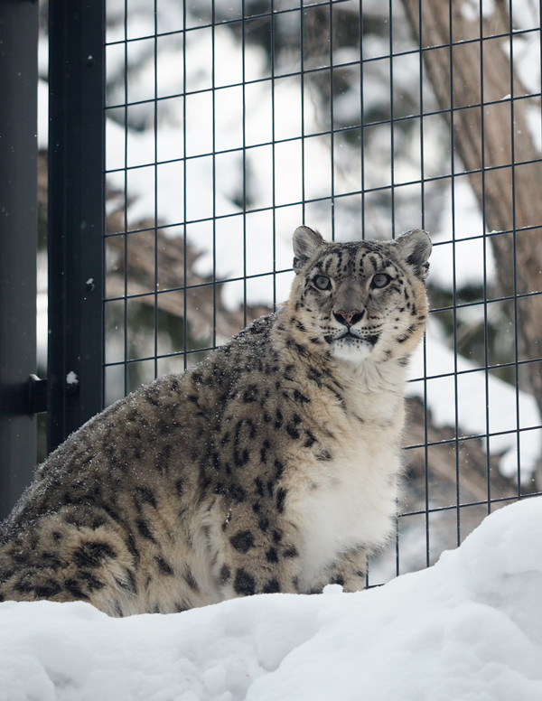 ユキヒョウ