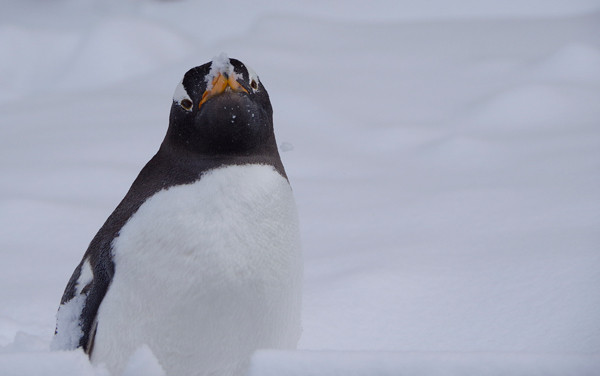 ペンギン