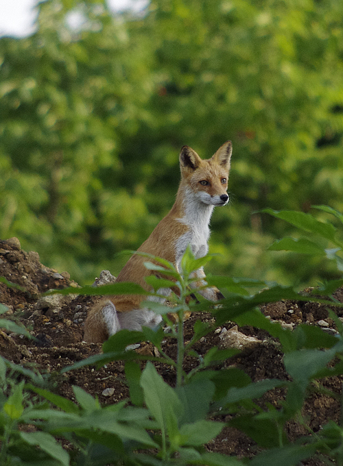 キタキツネ